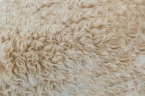 lana di pecora lavaggio