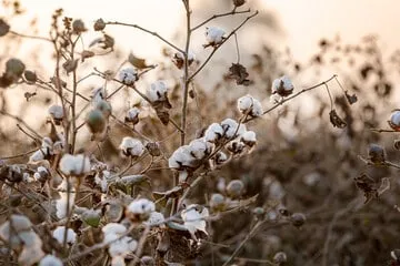 piantagione di cotone